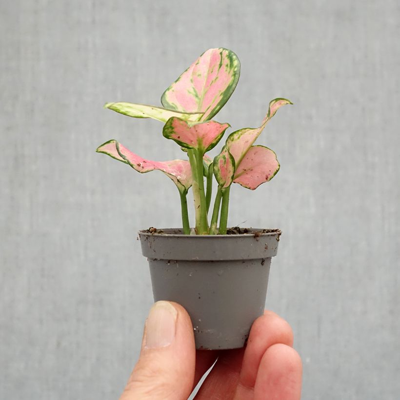 Aglaonema Rich Red mini-pianta esemplare consegnato in primavera