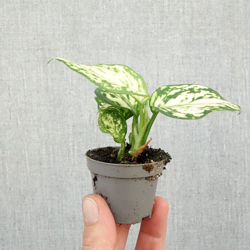 Esemplare di Aglaonema Snowflake Mini-plante come consegnato in autunno