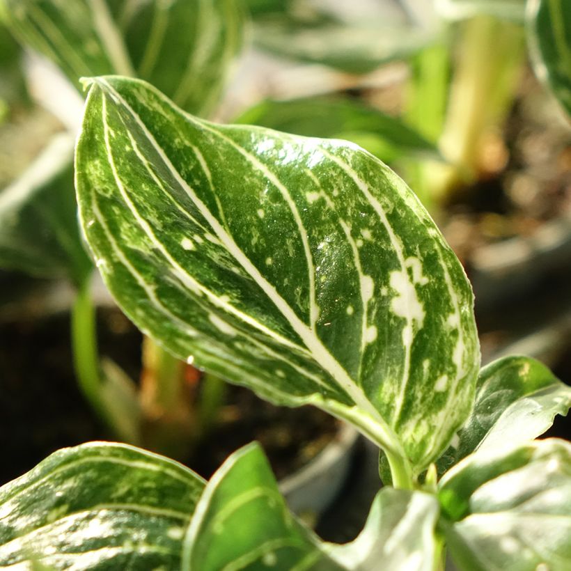 Aglaonema Toms Pride (Fogliame)