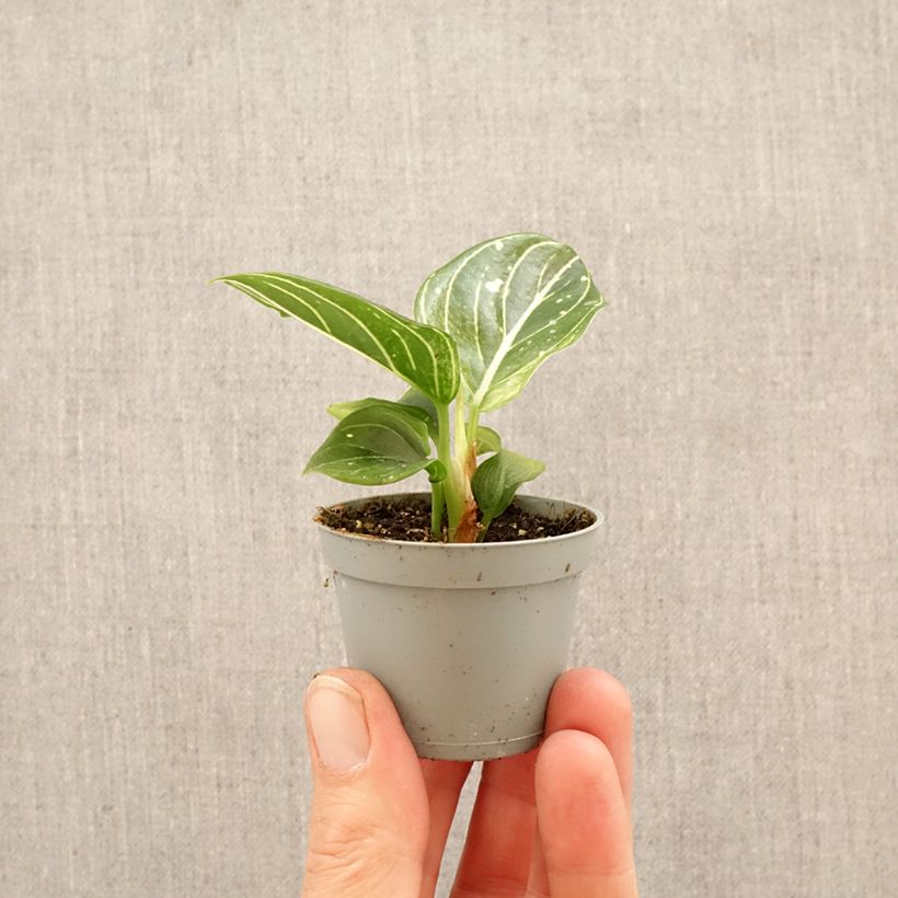 Aglaonema Toms Pride mini-pianta esemplare consegnato in primavera