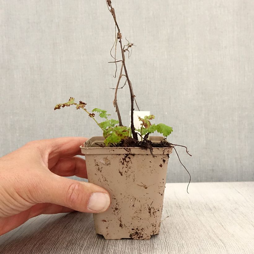 Esemplare di Agrimonia eupatoria Alba Vasetto da 8/9 cm come consegnato in autunno