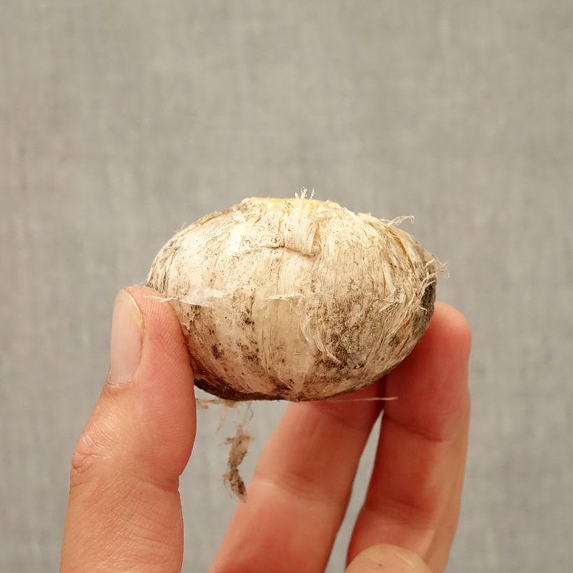 Esemplare di Allium Lucy Ball - Aglio ornamentale Bulbo taglia 16/18 come consegnato in autunno