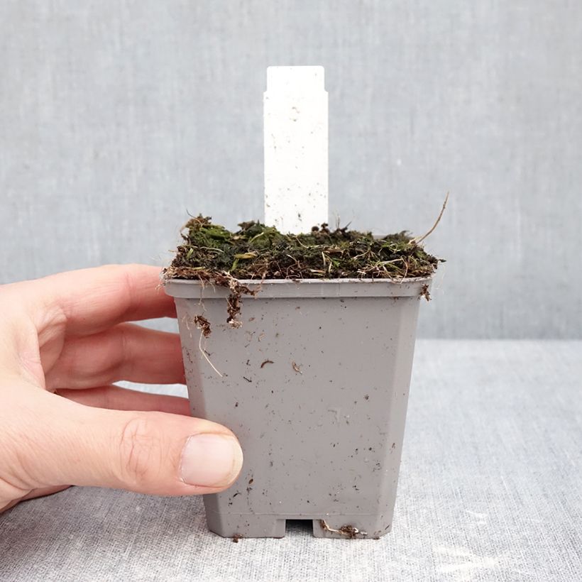 Allium Purple Sensation - Aglio ornamentale Vasetto da 8/9 cm taglia 14+ esemplare consegnato in inverno