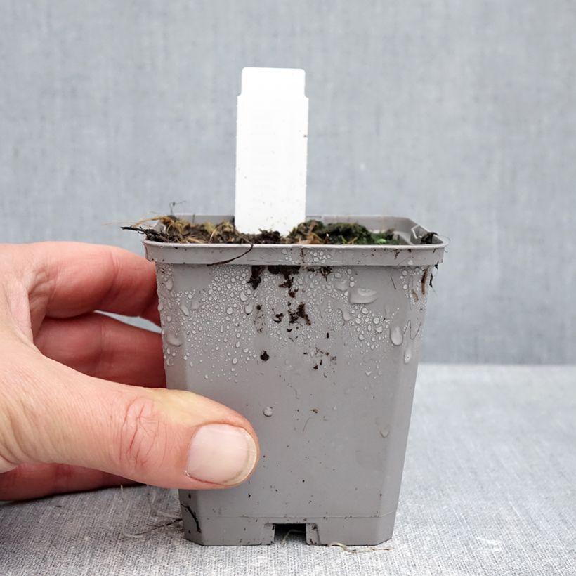 Esemplare di Allium atropurpureum - Aglio ornamentale Vasetto da 8/9 cm taglia 8+ come consegnato in autunno