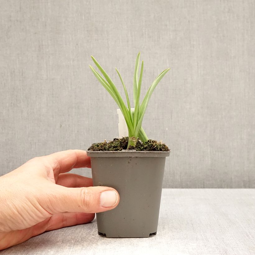 Allium atropurpureum - Aglio ornamentale Vasetto da 8/9 cm taglia 8+ esemplare consegnato in primavera