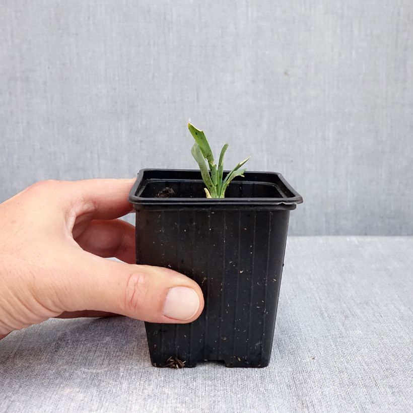 Esemplare di Allium Bubble Bath - Aglio ornamentale Vasetto da 8/9 cm come consegnato in autunno