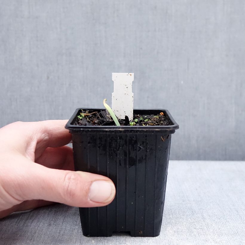 Allium Bubble Bath - Aglio ornamentale Vasetto da 8/9 cm esemplare consegnato in inverno