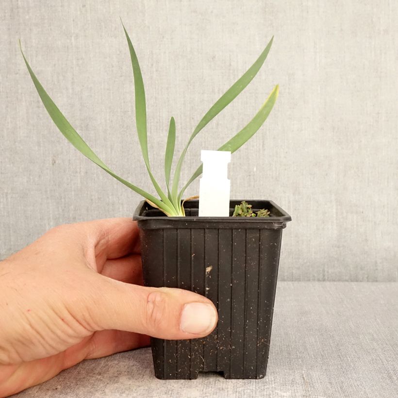 Allium Bubble Bath - Aglio ornamentale Vasetto da 8/9 cm esemplare consegnato in primavera