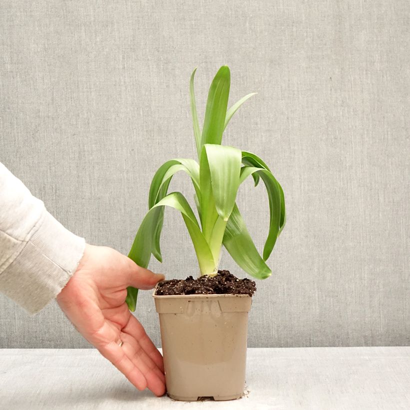 Allium giganteum - Aglio gigante ornamentale Vaso da Ø 12 cm / 13 cm taglia 20+ esemplare consegnato in primavera