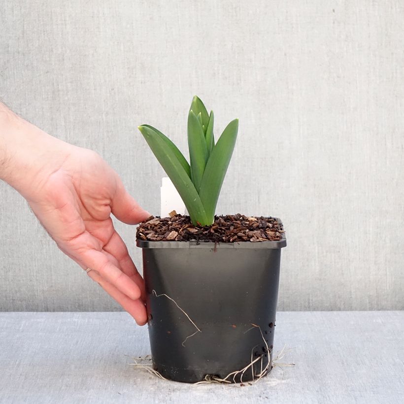 Allium Gladiator - Aglio ornamentale Vaso da 2L/3L taglia 18 esemplare consegnato in inverno