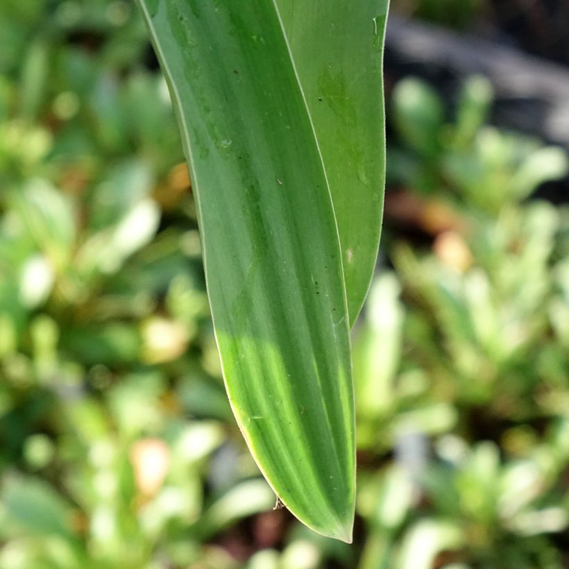 Allium Globemaster - Aglio ornamentale (Fogliame)