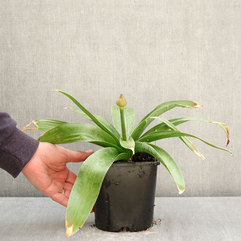 Allium Globemaster - Aglio ornamentale Vaso da 2L/3L esemplare consegnato in primavera