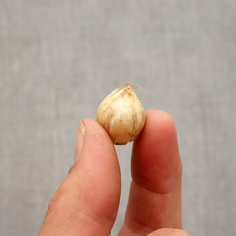 Esemplare di Allium vineale Hair - Aglio delle vigne Bulbo taglia 5+ come consegnato in autunno