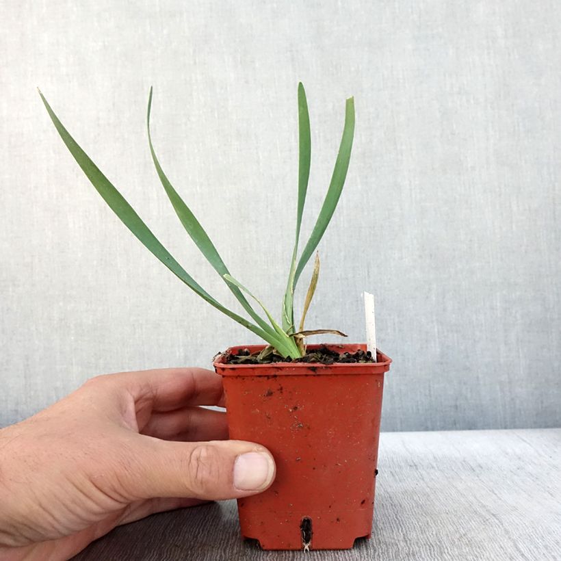 Esemplare di Allium Lavender Bubbles - Aglio ornamentale Vasetto da 8/9 cm come consegnato in autunno