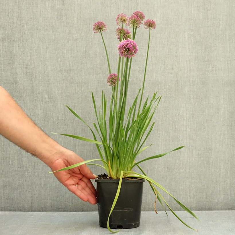 Esemplare di Allium Lavender Bubbles - Aglio ornamentale Vaso da 2L/3L consegnato in estate