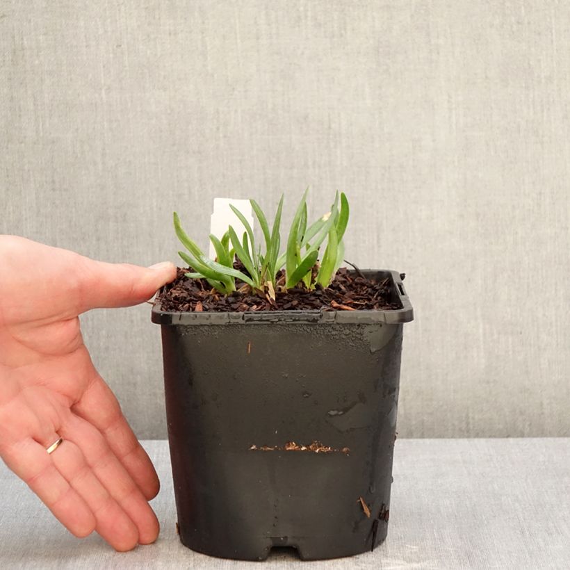 Allium Lavender Bubbles - Aglio ornamentale Vaso da 2L/3L esemplare consegnato in inverno