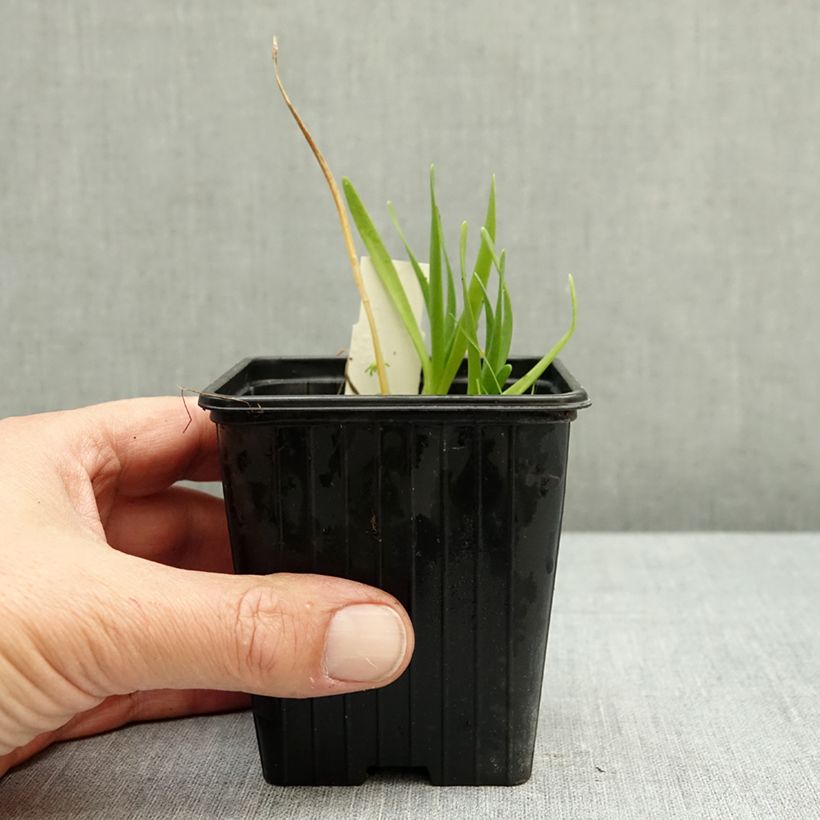 Esemplare di Allium Little Sapphire - Aglio ornamentale Vasetto da 8/9 cm come consegnato in autunno