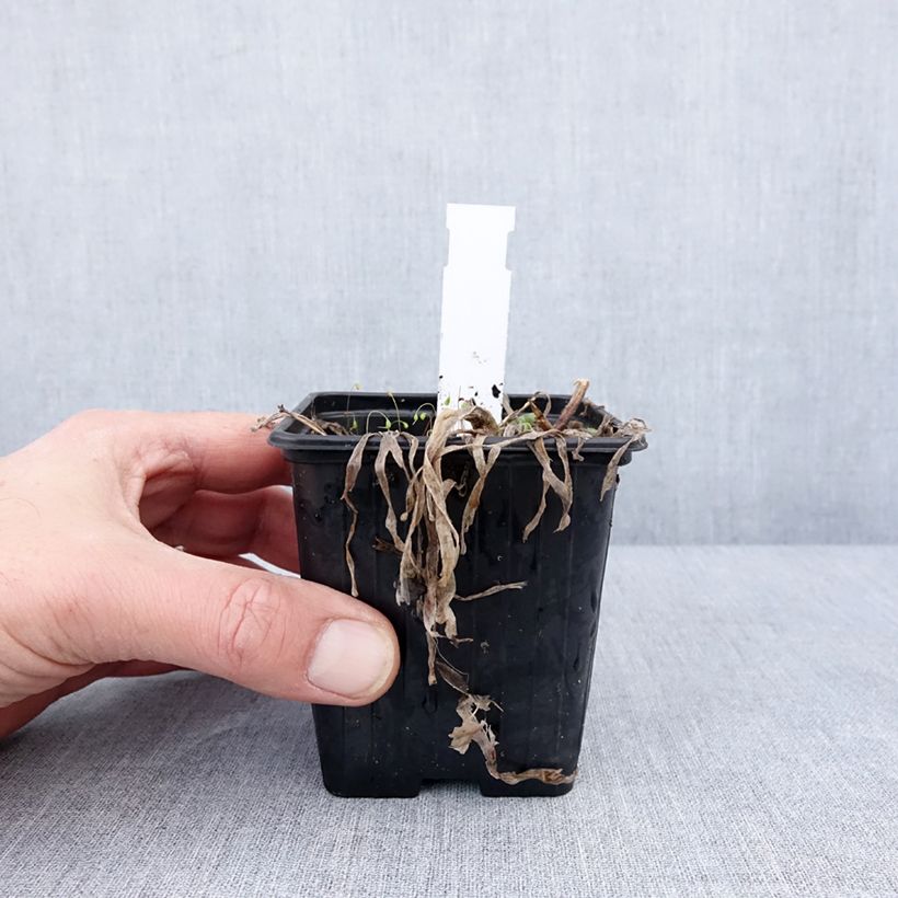 Allium Little Sapphire - Aglio ornamentale Vasetto da 8/9 cm esemplare consegnato in inverno