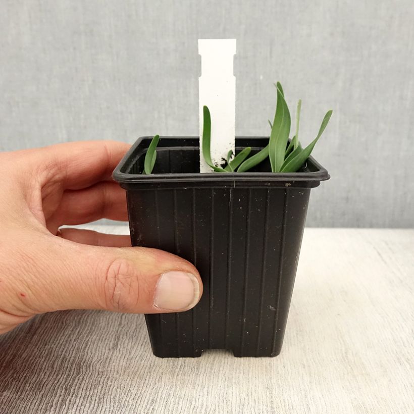 Allium Little Sapphire - Aglio ornamentale Vasetto da 8/9 cm esemplare consegnato in primavera