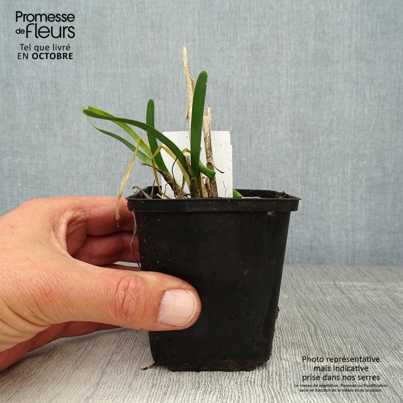 Esemplare di Allium Millenium - Aglio ornamentale Vasetto da 8/9 cm come consegnato in autunno