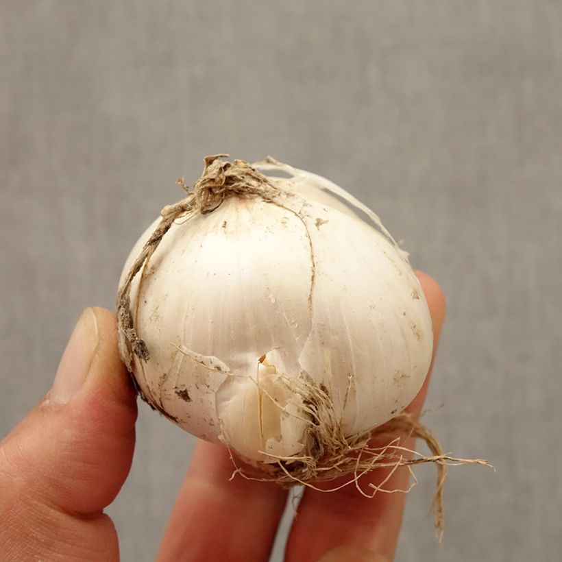 Esemplare di Allium stipitatum Mount Everest - Aglio ornamentale Bulbo taglia 20+ come consegnato in autunno