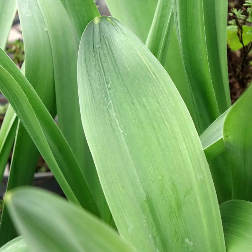 Allium stipitatum Mount Everest - Aglio ornamentale (Fogliame)