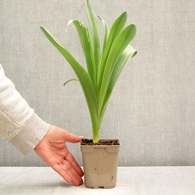 Allium stipitatum Mount Everest - Aglio ornamentale Vaso da Ø 12 cm / 13 cm taglia 18/20 esemplare consegnato in primavera