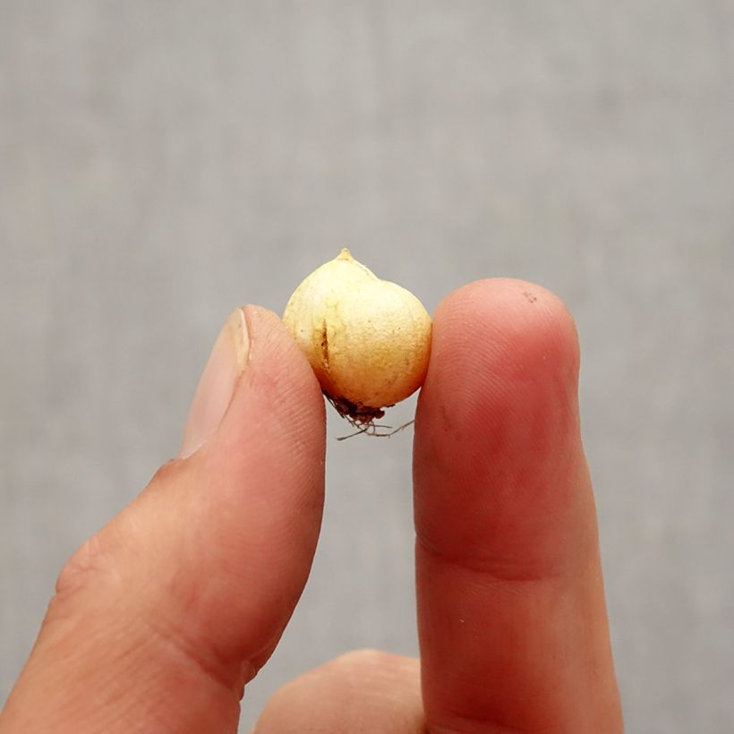 Esemplare di Allium neapolitanum Groupe Cowanii - Aglio napoletano Bulbo taglia 5+ come consegnato in autunno