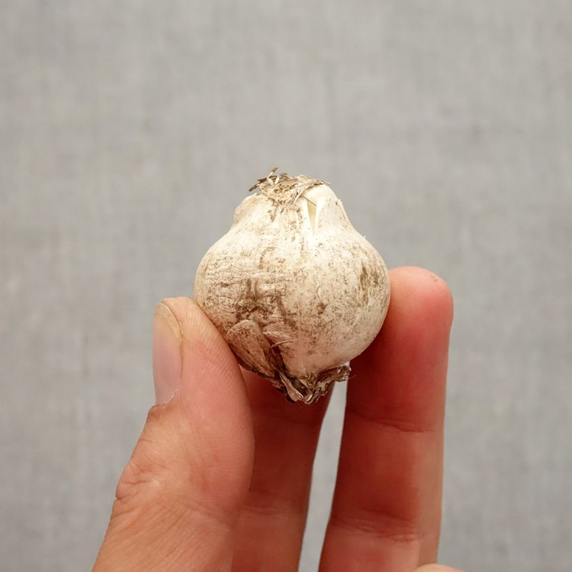 Esemplare di Allium nigrum subsp. multibulbosum - Aglio ornamentale Bulbo taglia 10+ come consegnato in autunno