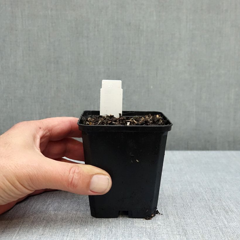 Esemplare di Allium nigrum subsp. multibulbosum - Aglio ornamentale Vasetto da 8/9 cm taglia 12+ come consegnato in autunno