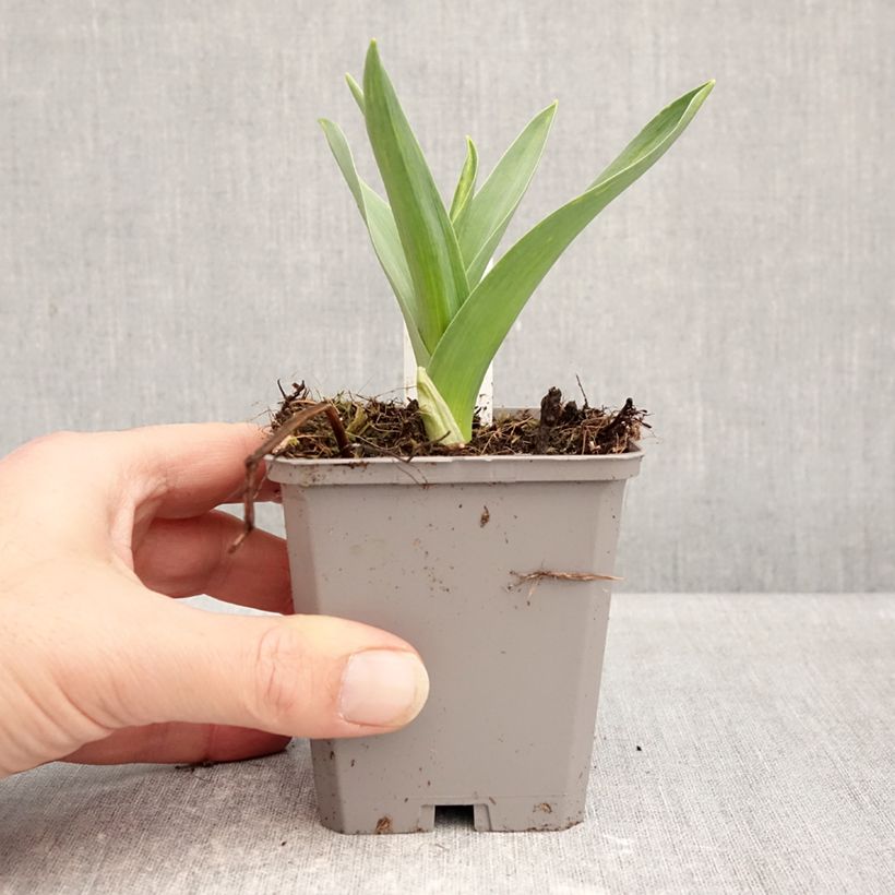 Allium nigrum subsp. multibulbosum - Aglio ornamentale Vasetto da 8/9 cm taglia 12+ esemplare consegnato in inverno