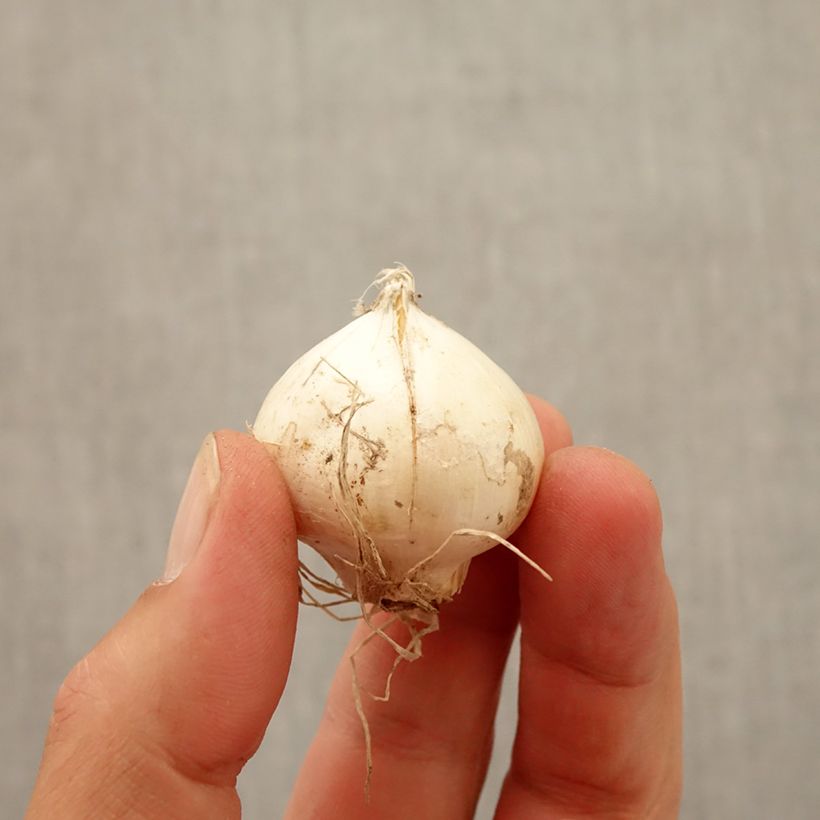 Esemplare di Allium Red Mohican - Aglio ornamentale Bulbo taglia 10+ come consegnato in autunno