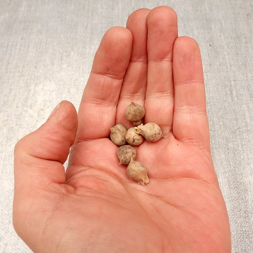 Allium roseum - Aglio roseo Bulbo taglia 4+ esemplare consegnato in primavera