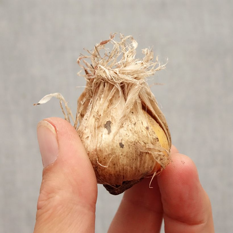 Esemplare di Ail d'ornement - Allium schubertii Arctic Snow Bulbo taglia 12+ come consegnato in autunno