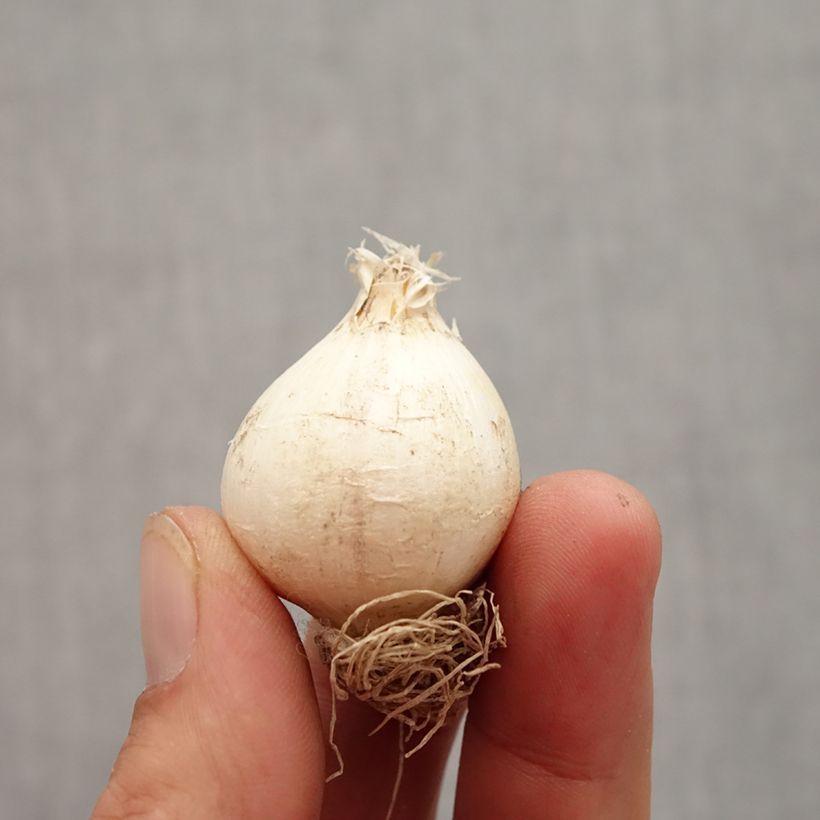 Esemplare di Allium schubertii - Aglio ornamentale Bulbo taglia 12+ come consegnato in autunno