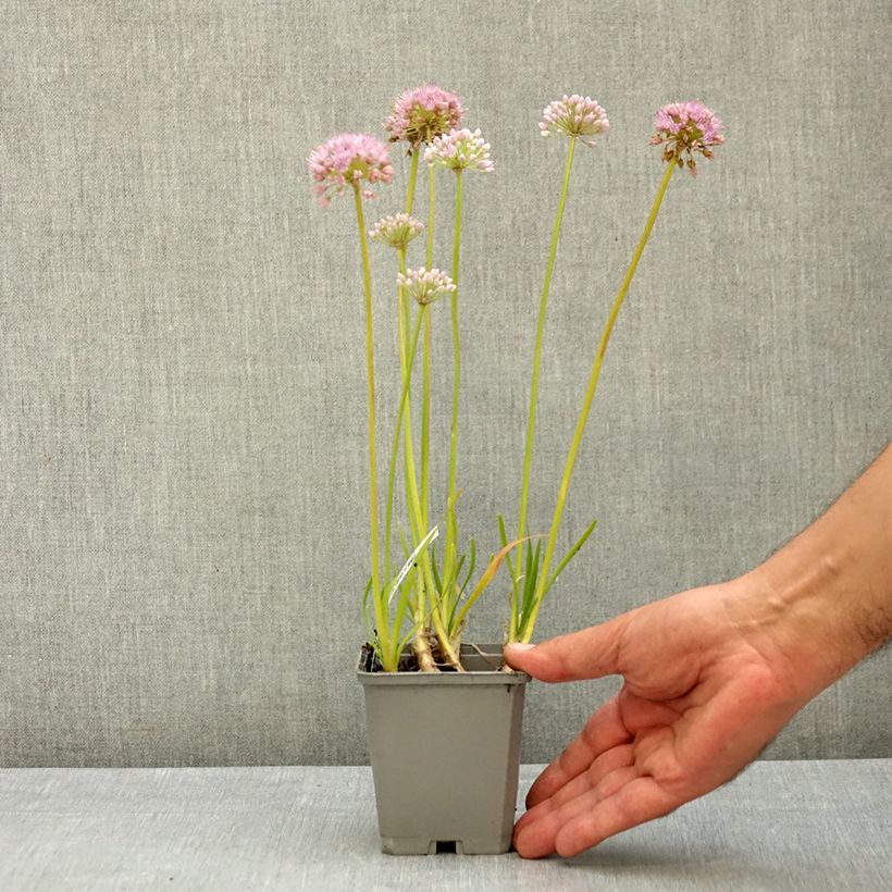 Esemplare di Allium In Orbit - Aglio ornamentale Vasetto da 8/9 cm taglia I consegnato in estate
