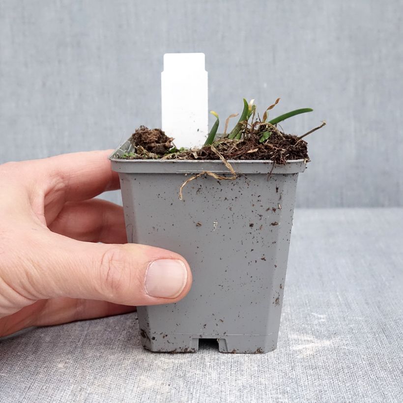 Allium In Orbit - Aglio ornamentale Vasetto da 8/9 cm taglia I esemplare consegnato in inverno