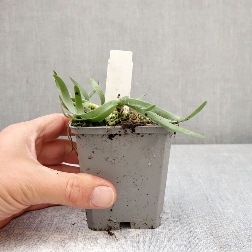 Allium In Orbit - Aglio ornamentale Vasetto da 8/9 cm taglia I esemplare consegnato in primavera