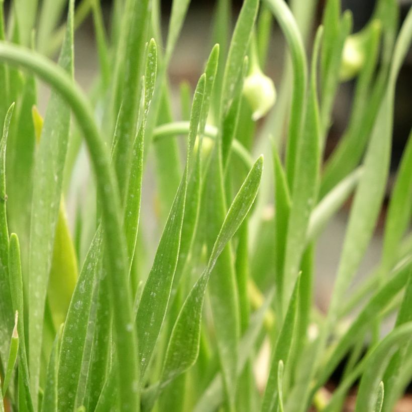 Allium In Orbit - Aglio ornamentale (Fogliame)