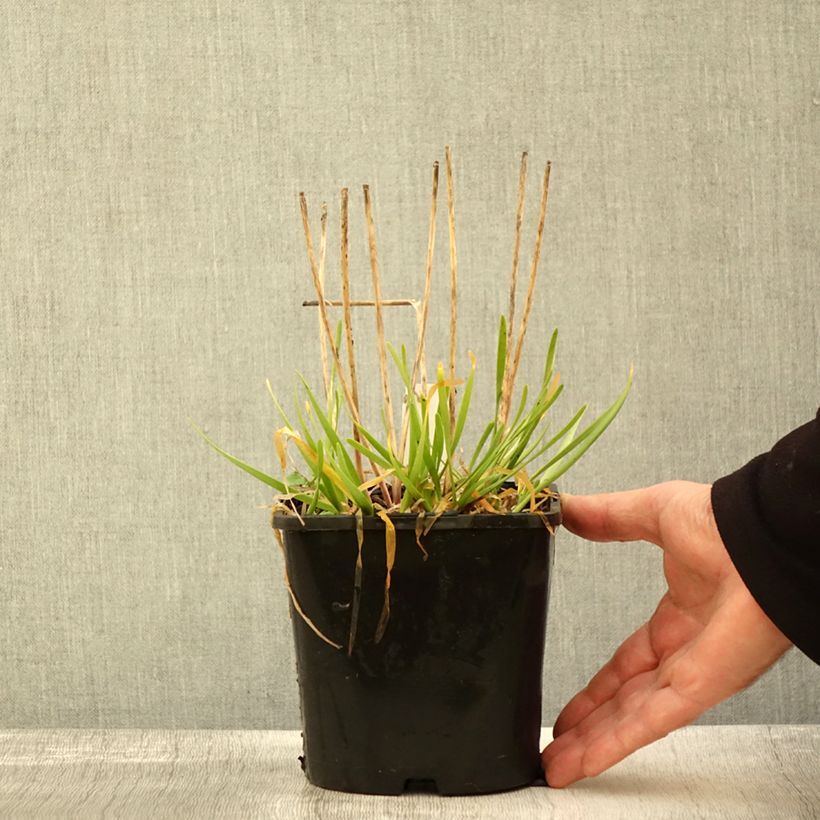 Esemplare di Allium In Orbit - Aglio ornamentale Vaso da 2L/3L come consegnato in autunno
