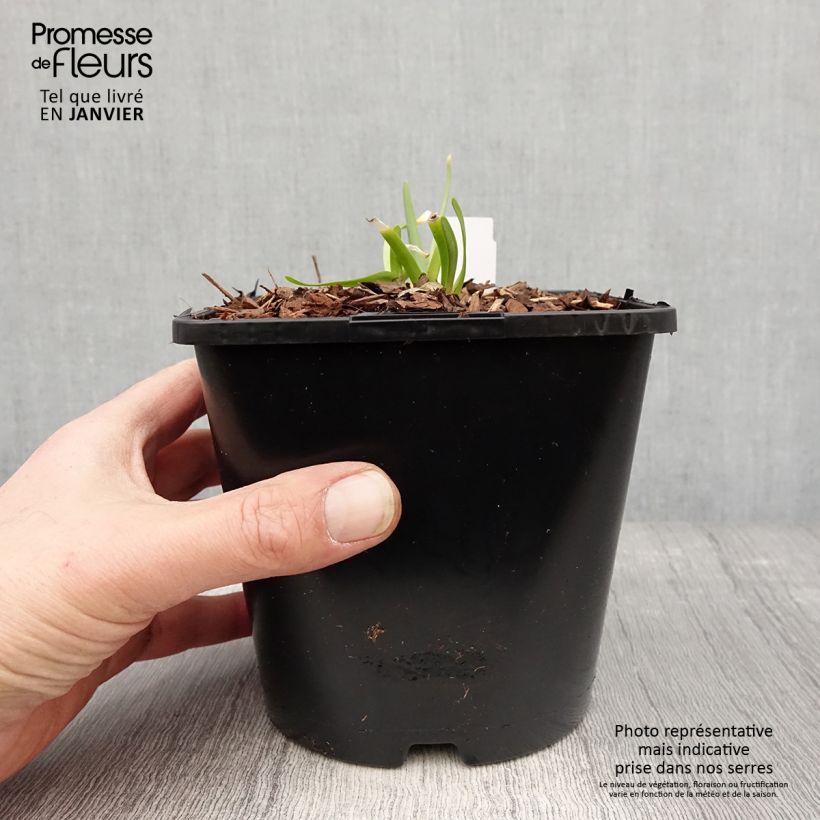 Allium In Orbit - Aglio ornamentale Vaso da 2L/3L esemplare consegnato in inverno