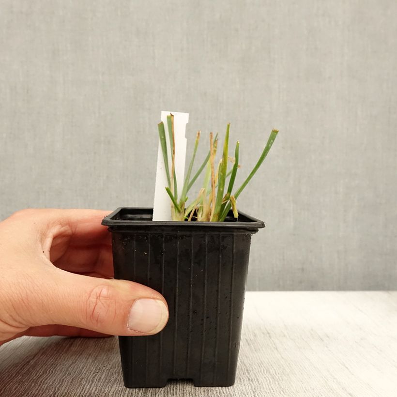 Esemplare di Allium Lisa Blue - Aglio ornamentale Vasetto da 8/9 cm taglia I come consegnato in autunno