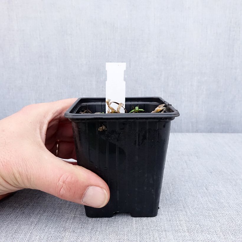 Allium Lisa Blue - Aglio ornamentale Vasetto da 8/9 cm taglia I esemplare consegnato in inverno