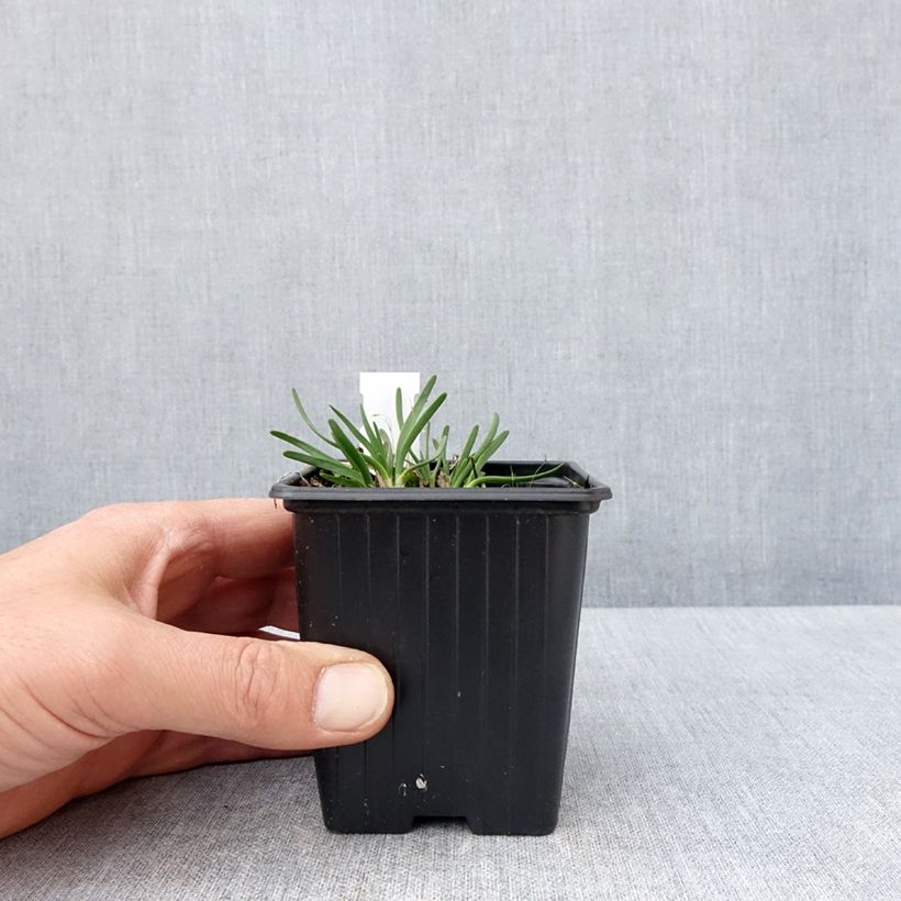 Allium Lisa Blue - Aglio ornamentale Vasetto da 8/9 cm taglia I esemplare consegnato in primavera