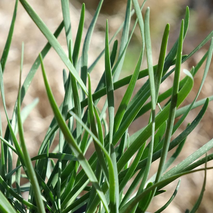 Allium Lisa Blue - Aglio ornamentale (Fogliame)
