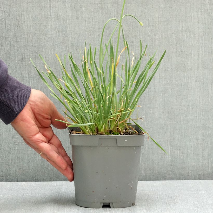 Esemplare di Allium Lisa Blue - Aglio ornamentale Vaso da 2L/3L consegnato in estate