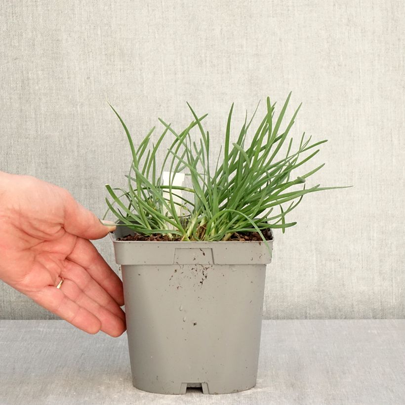 Allium Lisa Blue - Aglio ornamentale Vaso da 2L/3L esemplare consegnato in primavera
