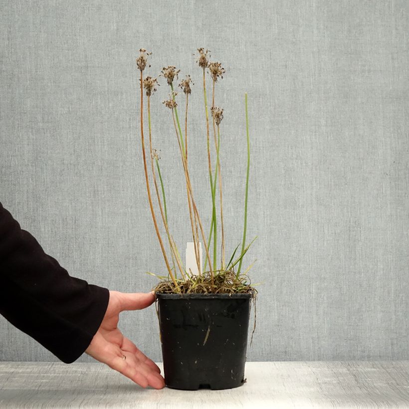 Esemplare di Allium Lisa Green - Aglio ornamentale Vaso da 2L/3L come consegnato in autunno