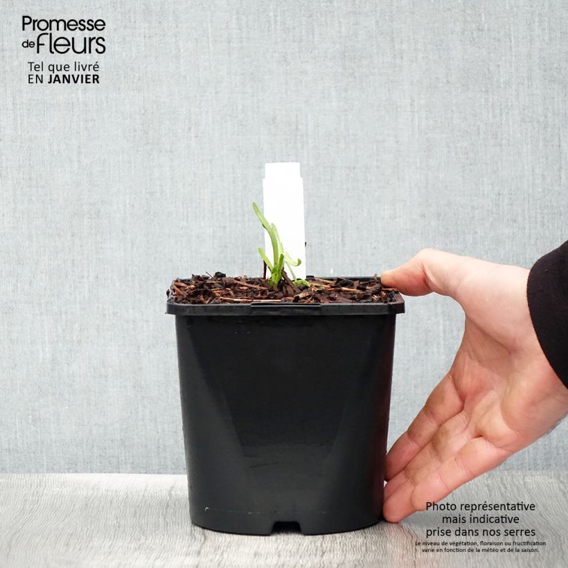 Allium Lisa Green - Aglio ornamentale Vaso da 2L/3L esemplare consegnato in inverno