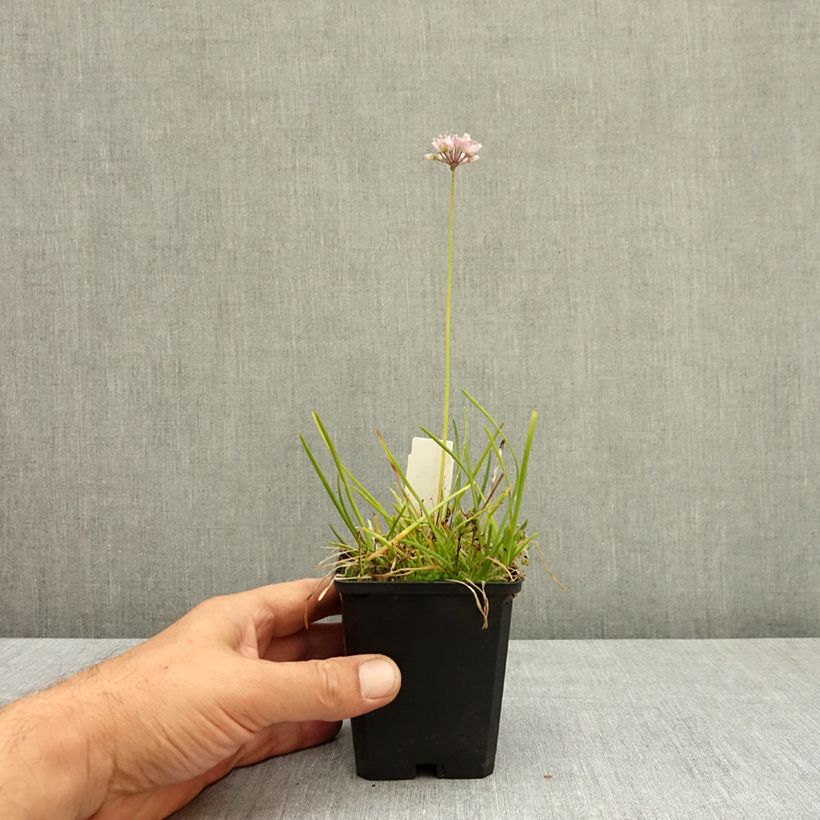 Esemplare di Allium senescens subsp. montanum - Aglio montano Vasetto da 8/9 cm taglia I consegnato in estate